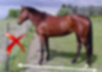 Horse is not square
