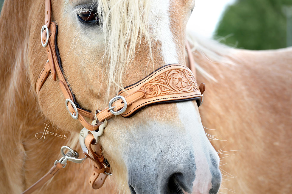 Thumbnail: Edix ED4 Rose Collection Bitless Bridle