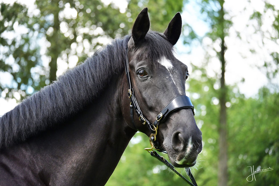 Thumbnail: Edix ED4 Bitless Noseband