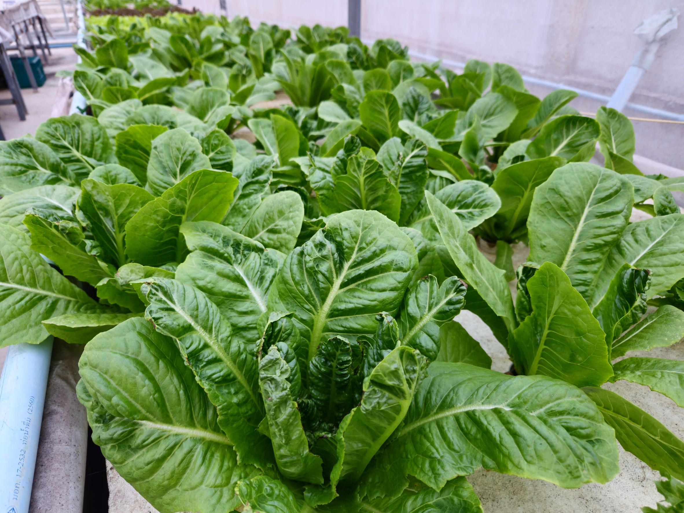 Smart Aquaponic Farm