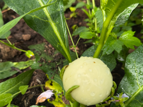 African Garden Egg (African Eggplant / Solanum species)