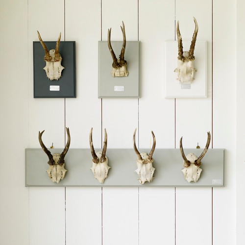 Single Deer Horn Plaque paleandinteresting