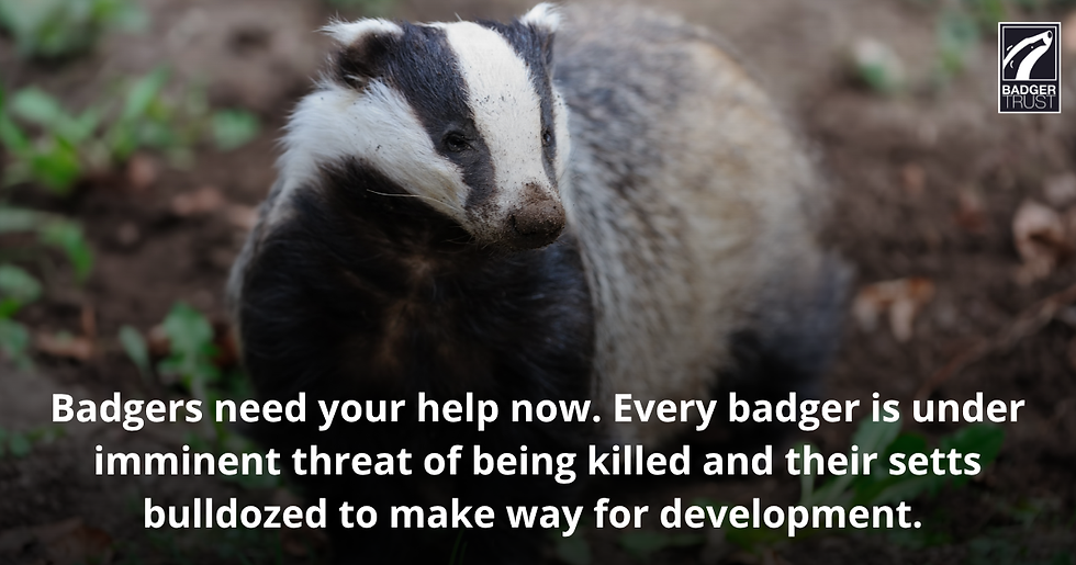 Badger in dirt with green plants. Text urges help for badgers threatened by development.