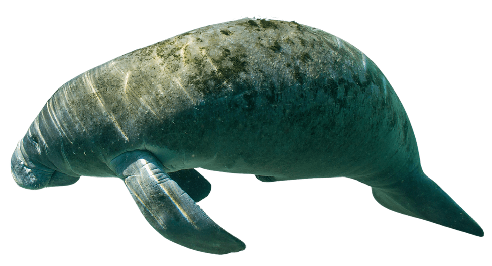manatee swimming