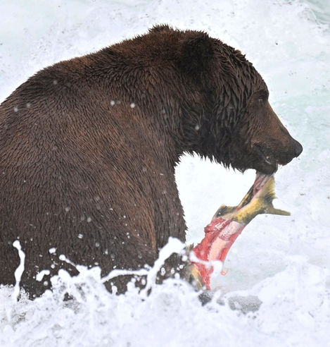 _0Z95884 copy.jpg747 salmon.jpg