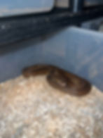 Thumbnail: Sunfire Goldenchild Poss HOGS 50%HA