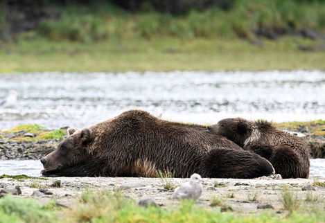 Momma and baby bear-SharpenAI-Focus.jpg