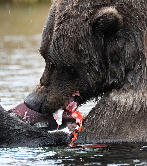 bear fish eggs-SharpenAI-Focus.jpg
