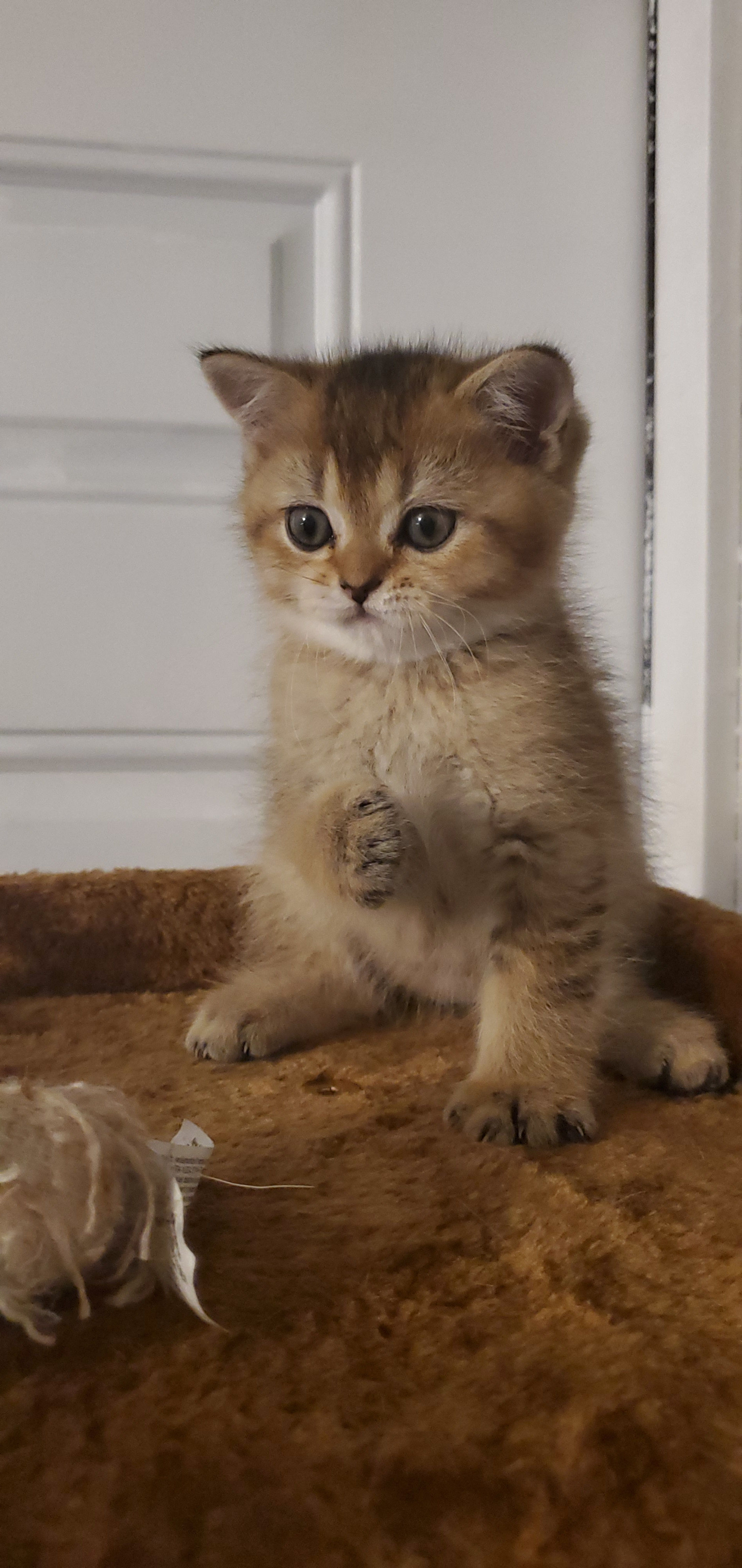 Male Scottish Straight 