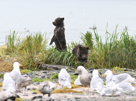 Standing baby bear -DeNoiseAI-low-light.jpg