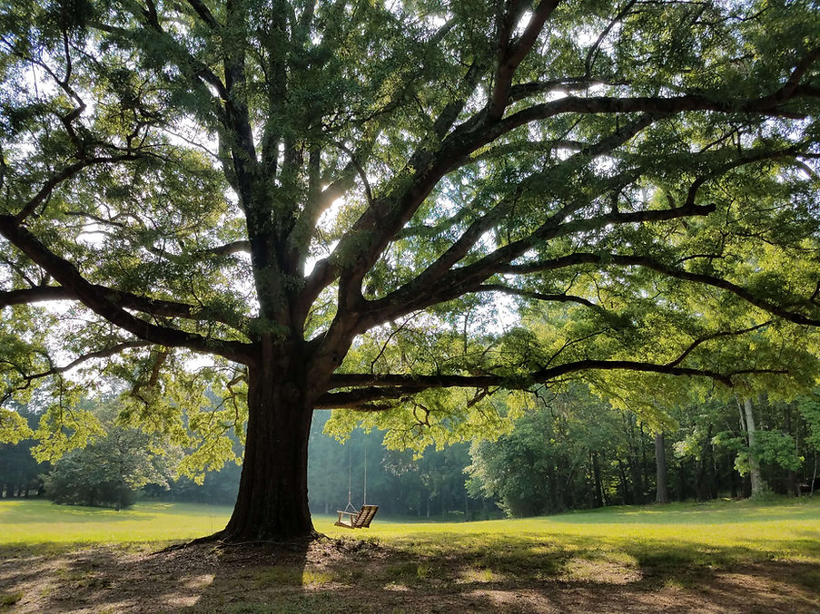 Big Tree.jpg
