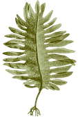 Undaria Pinnatifida