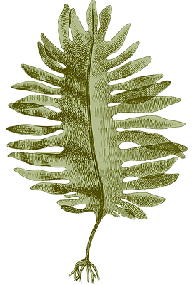 Undaria Pinnatifida