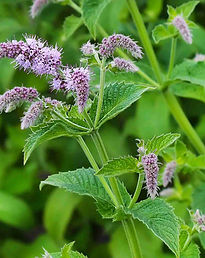 Goya - Horse Mint (Mentha longifolia).jpeg