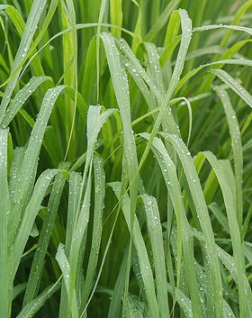 Goya Botanicals - Lemongrass (Cymbopogon citratus).jpeg