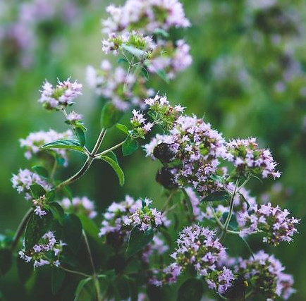 Goya Botanicals - Oregano (Origanum vulg