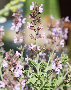 Goya Botanicals - Greek Sage (Salvia tri
