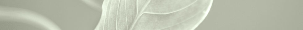 Abstract Leaves_DOWN.jpg