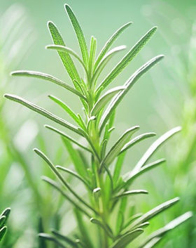 Goya Botanicals - Rosemary (Rosmarinus officinalis).jpeg