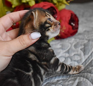 Side profile of head of a brown rosetted Bengal
