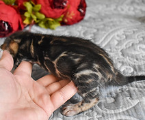 Side profile of brown rosetted Bengal