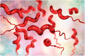 campylobacter.jpeg
