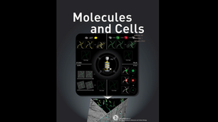 Molecules and Cells 저널 표지 논문으로 선정!