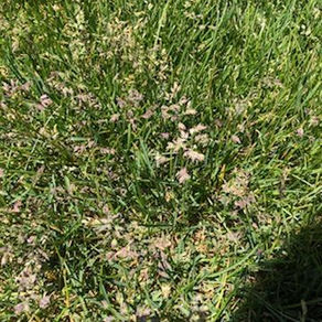 My Grass is getting weeds!!