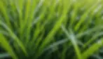 How Your Lawn Secretly Influences Every Aspect of Your Life