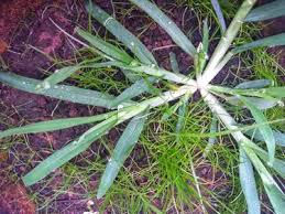 What are "weed-free" standards set by the State Of Utah for Sod Quality