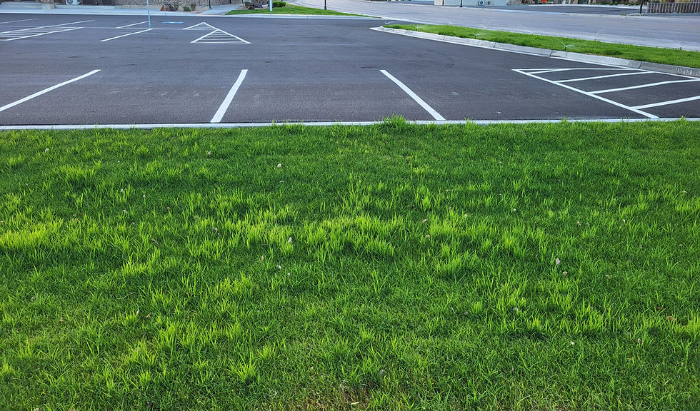 Crabgrass Infestation
