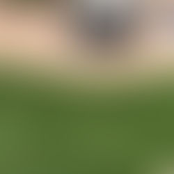 My Grass is dying in spots!!