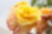 Rose Nature