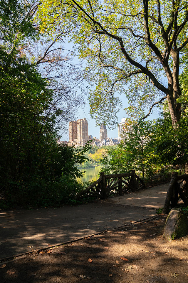 Skyscrapers Through The Trees In The Ramble In Central Park, New York.
