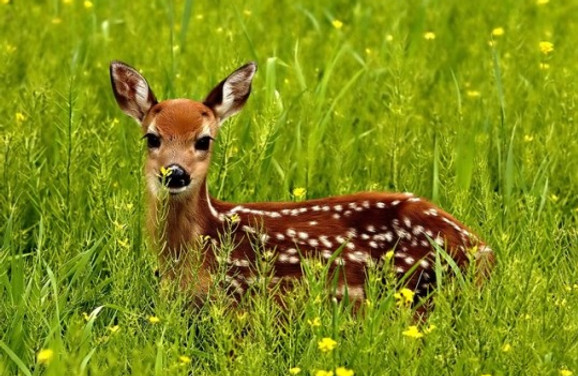 Fawn-animals-40574145-540-405.jpg
