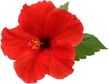 8-85286_hibiscus-png-picture-hibiscus-fl
