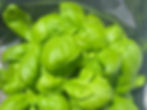 Figlie di basilico Fresche