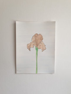 אירוס צבעי מים.jpeg