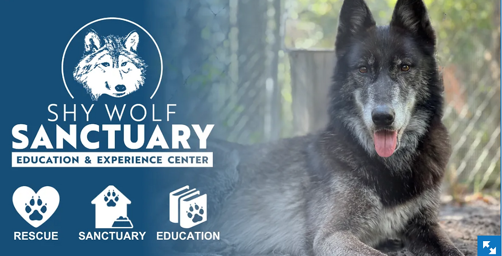 Shy Wolf Sanctuary Tour 