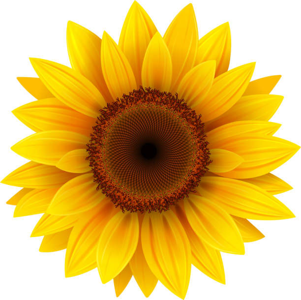 Sunflower2.jpeg