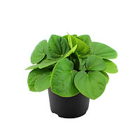 Peperomia rana verde 10_5 cm zonder etiket HR.jpg