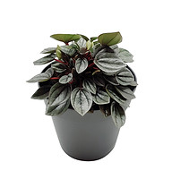 Peperomia milano .jpg