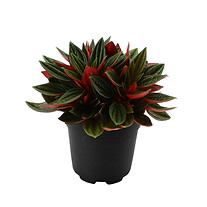Peperomia rosso 10_5 cm zonder etiket HR.jpg