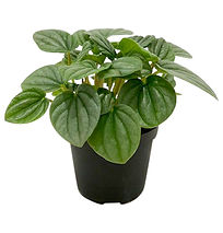 Peperomioa moonlight 95mm (2)_1.jpg