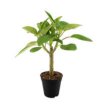 Peperomia vestita liadensis 15 cm zonder etiket HR.jpg