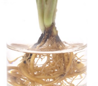 hydroponic submerged in water