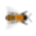 Bee.png
