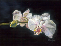Orchids 001