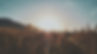 wheat-field-sun.jpg