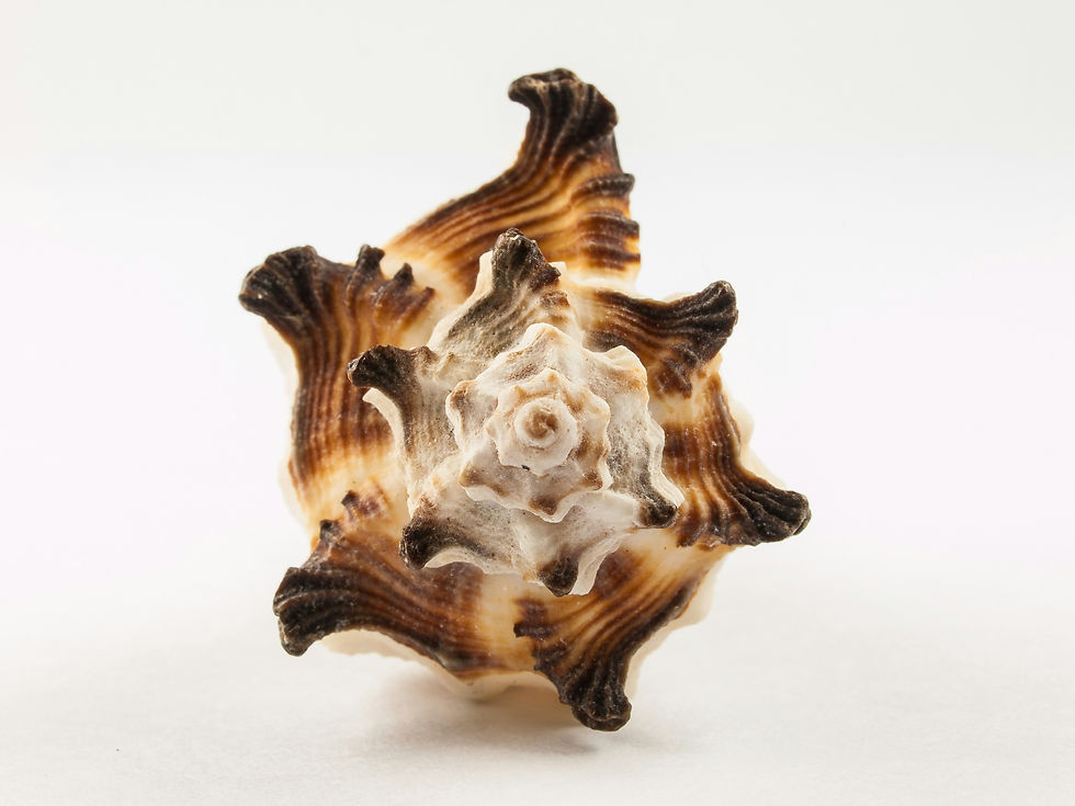 Murex sea snail shell. Photo by William warby on Unsplash. Clothemod fashion stylist blog.